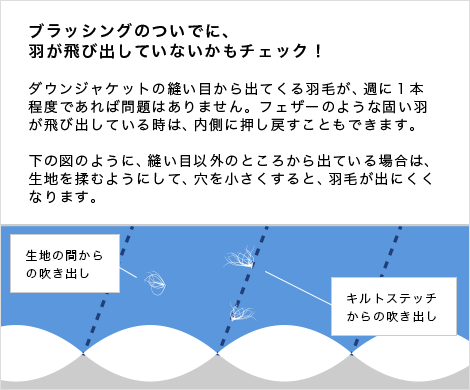 ブラッシングのついでに、羽が飛び出していないかもチェック！
